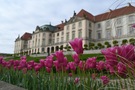 Rabata tulipanów, w tle elewacja wschodnia Zamku