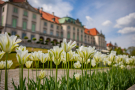 Zdjęcie tulipanów w ogrodach zamkowych