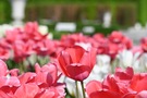 Tulipany w Ogrodach Zamku kwiecień 2025 fot. A.Żukowska
