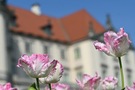 Tulipany w Ogrodach Zamku kwiecień 2025 fot. A.Żukowska