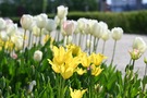 Tulipany w Ogrodach Zamku kwiecień 2025 fot. A.Żukowska