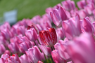 różowe tulipany w ogrodzie 